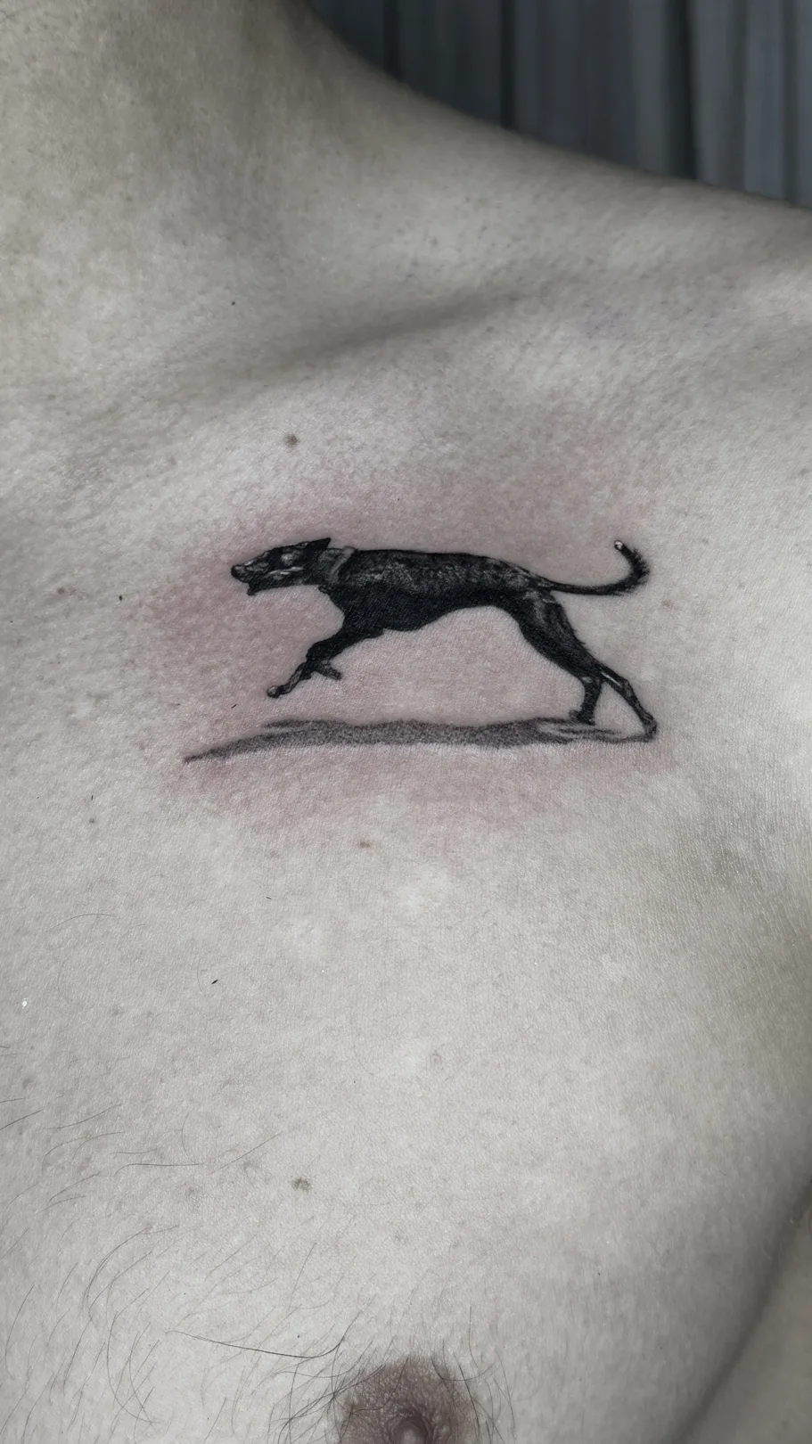 Galgo
